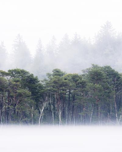 Kesselsee Nebel Portrait