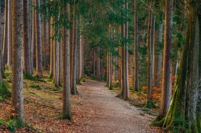 Wald am Hofstätter See