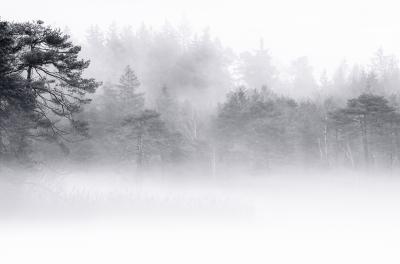 Kesselsee Nebel Schwarzweiss 2